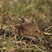 Crested Lark